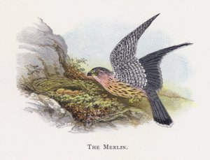 Le Faucon émerillon - Alexander Francis Lydon